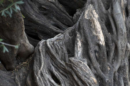 300 YEAR OLD OLIVE TREE in san francisco javier vigge biaundo mission loreto siteの写真素材