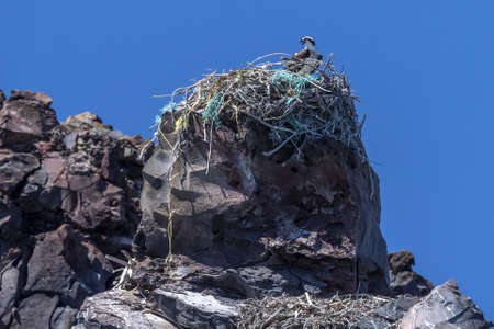 osprey nest made of plastic on a rockの写真素材
