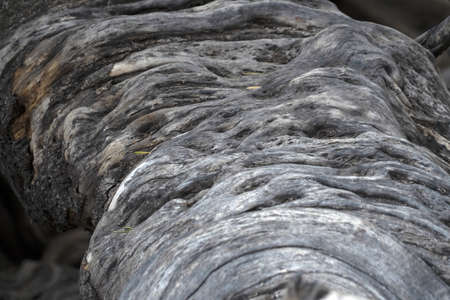 300 YEAR OLD OLIVE TREE in san francisco javier vigge biaundo mission loreto siteの写真素材