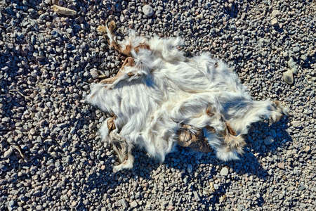 dead rabbit skin fur detail close up