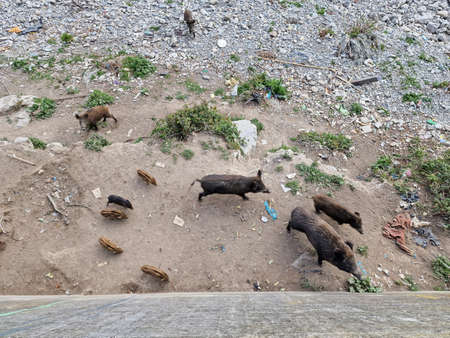 swine fever wild boar looking for food in garbage and resting in Genoa town Bisagno river Italy urban wildlifeの写真素材