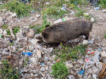 swine fever wild boar looking for food in garbage and resting in Genoa town Bisagno river Italy urban wildlifeの写真素材