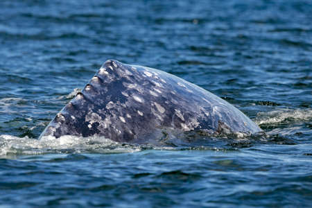 gray whale in magdalena bay baja california mexico near whalewatching boat