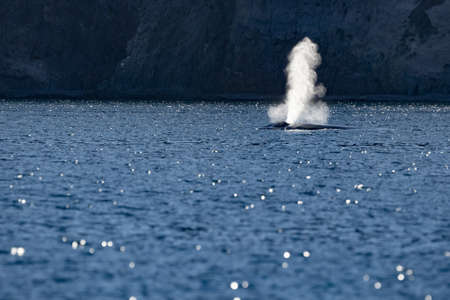 Blue Whale the biggest animal in the world in Loreto Baja California Sur Mexicoの写真素材