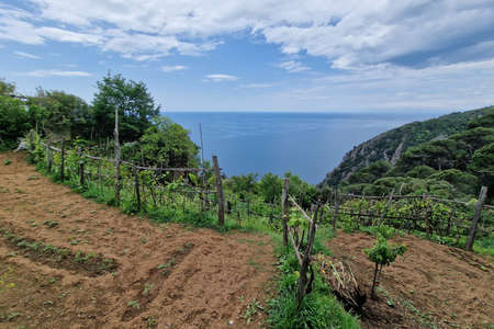 portofino san fruituoso coastal trail by the sea panorama vineyardの写真素材