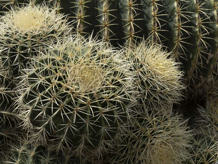 big Cactus close up detail