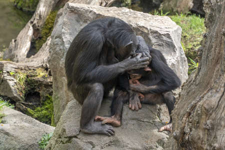 Chimpanzee while grooming baby ape monkey portrait wild
