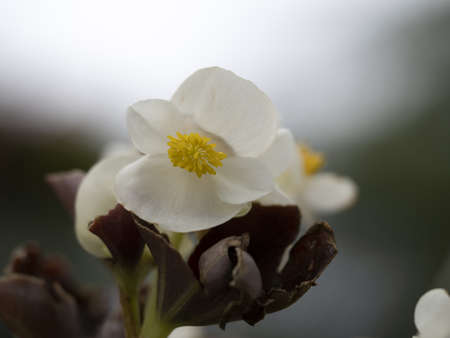 begonia flower detail close up macroの写真素材