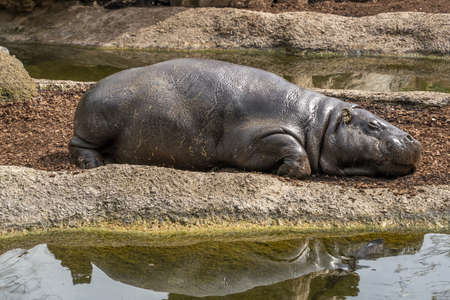 newborn baby hippo relaxing near water pool river