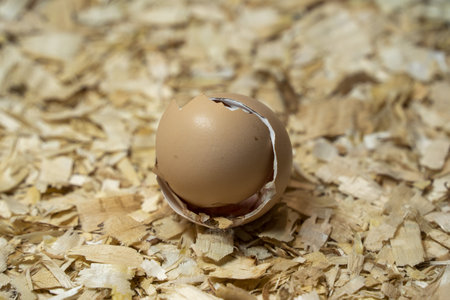 detail of Just opened egg newborn baby chicken