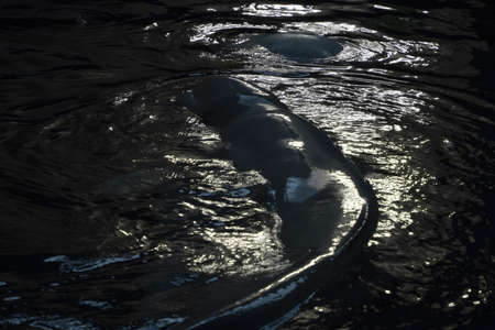 Beluga at moonlight night close up portrait swimmingの写真素材