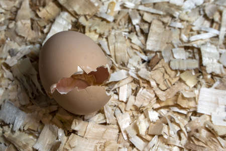 detail of Just opened egg newborn baby chickenの写真素材