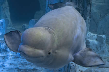 Beluga dolphin underwater close up portrait looking at you