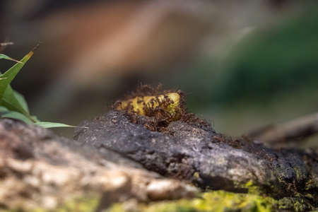 leaf cutter Att ants colony close up detail