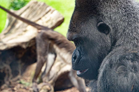 Silverback gorilla male ape monkey portrait close up faceの写真素材