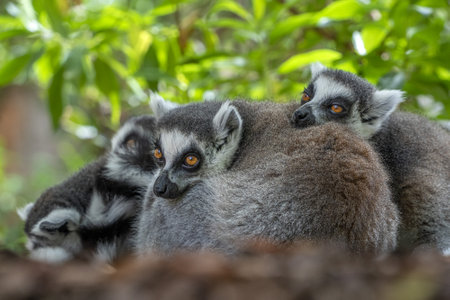 Cute Lemur monkey mammal close up portraitの写真素材