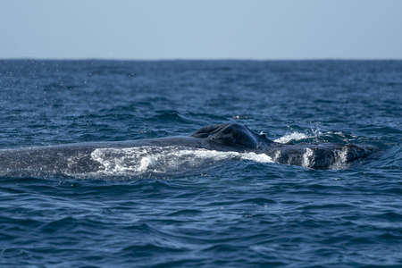 humpback whale in pacific ocean surfaceの写真素材