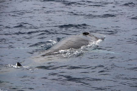 Fin whale in mediterranean sea close upの写真素材