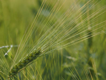 ukraine wheat spike nearly ripe wheat field ready to harvestの写真素材