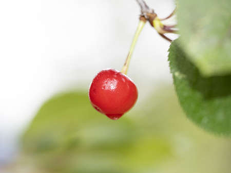 black cherry red fruit on treeの写真素材