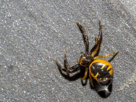 Synema globosum Napoleon spider close up macro