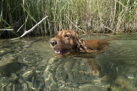 cocker spaniel dog swimming in the river waterの写真素材