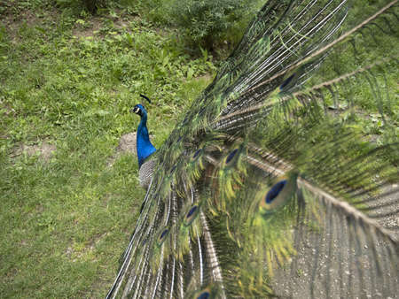peacock feather detail close up macroの写真素材