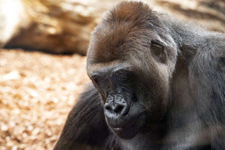 Gorilla ape mopnkey mammal portrait viewの写真素材
