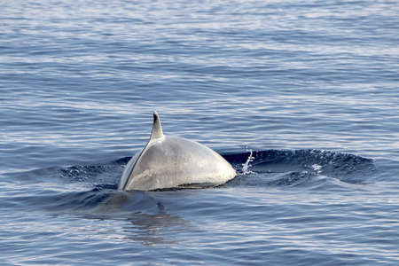 Cuvier Beaked Whale underwater near sea surface while breathing