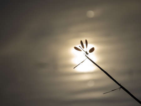 sunset silhouette dragonfly close up macro detail in the riverの写真素材