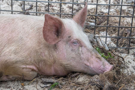 big pink pig close up detail of eye and noseの写真素材