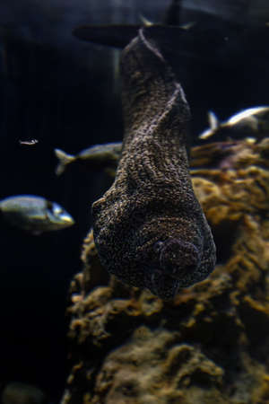eel mooray coming to you underwater close up portrait funny face