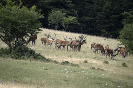 European deer portrait in summer seasonの写真素材