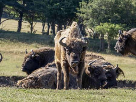 European bison portrait in summer season