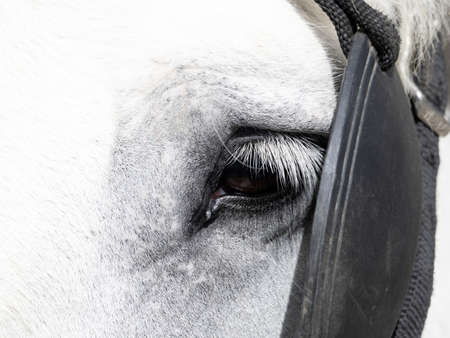 workhorse draft working horse close up detailの写真素材