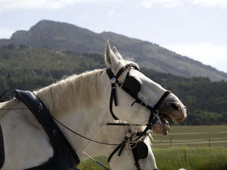 workhorse draft working horse close up detailの写真素材