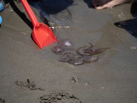 jellyfish on the sand on beach