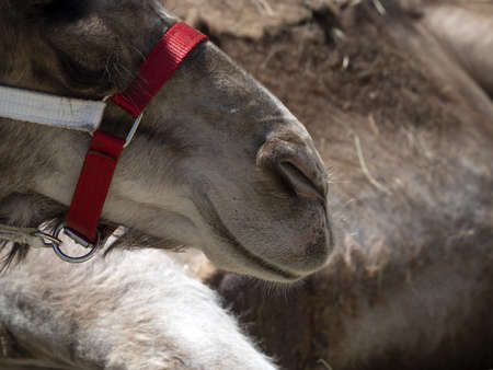 Dromedary nose detail close up macroの写真素材