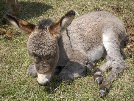 newborn baby Donkey portrait while relaxingの写真素材