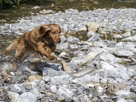 dog english cocker spaniel playing in the riverの写真素材