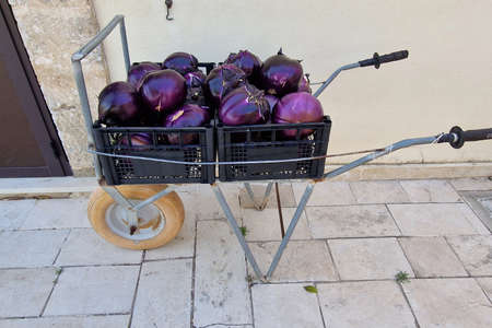 Fresh harvested violet eggplant organic natural