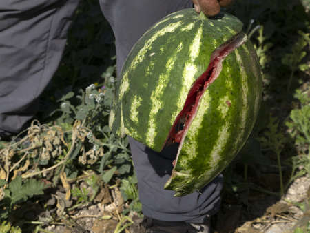 man holding big broken watermelon close up detailの写真素材