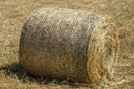 harvested hay ball in the field in summer season