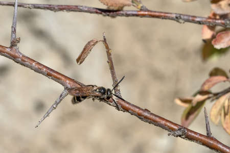 bee fly long antennae insect macro