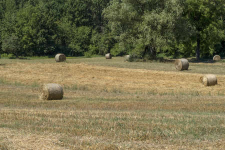 harvested hay ball in the field in summer season