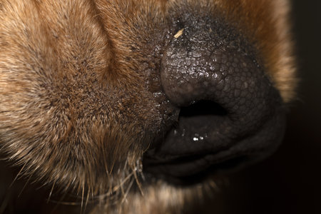 dog nose close up macro detail cocker spanielの写真素材