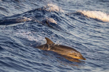 happy striped dolphin juming outside the sea at sunset