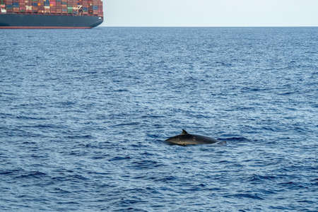Cuvier beaked whale on sea surface near container ship