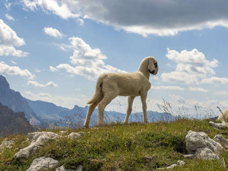 sheep portrait on dolomites mountains background panoramaの写真素材