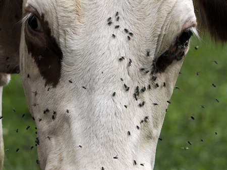 cow with many fly detail
